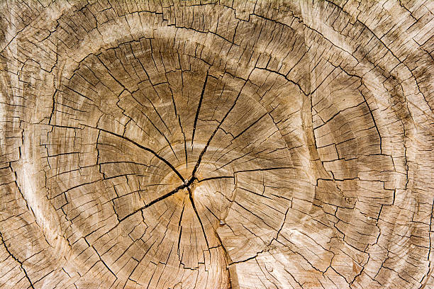 Wood texture background / Wood texture stock photo