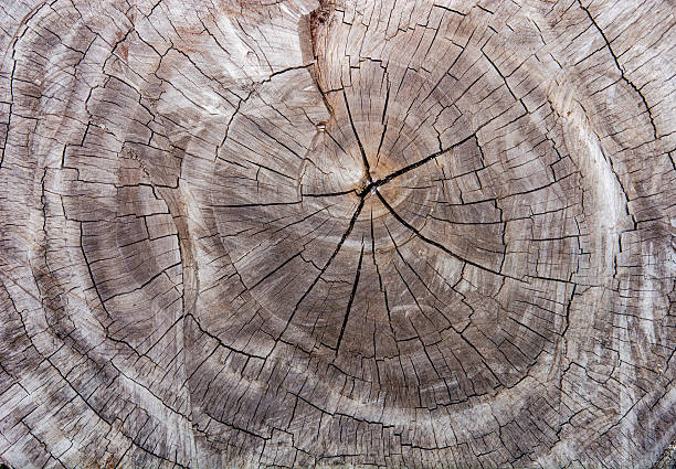 Wood texture background / Wood texture stock photo