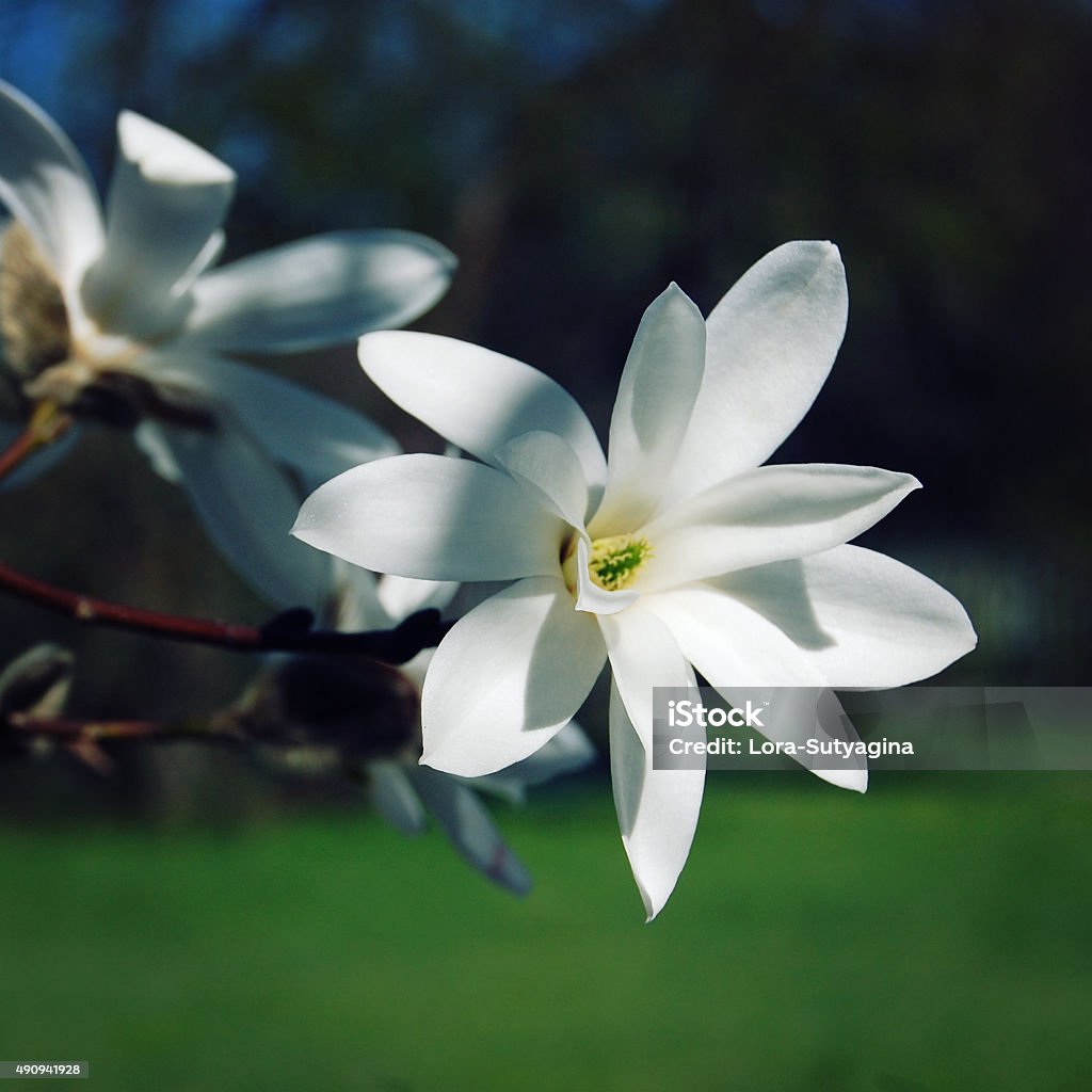 Delicate magnolia flower. Retro photo. Delicate magnolia flower. Toned photo. Creamy blossom of Magnolia tree. Beautiful beige magnolia flower. Spring flowers in the Botanical Garden, Riga, Latvia. 2015 Stock Photo