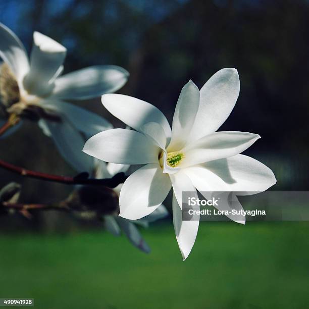 Delicate Magnolia Flower Retro Photo Stock Photo - Download Image Now - 2015, Beauty, Beauty In Nature