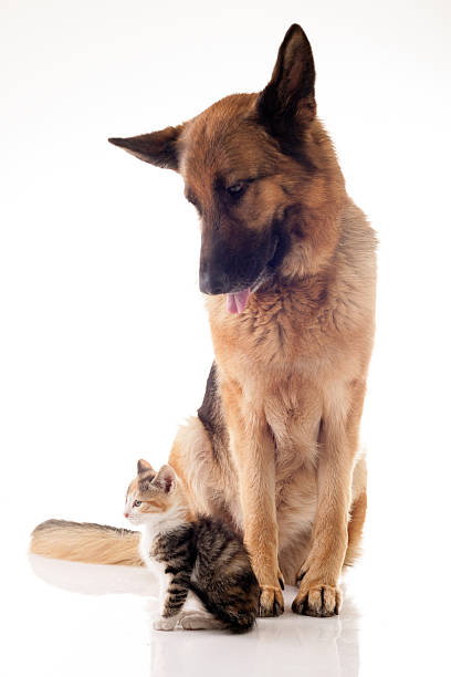 istock Cat and dog together 490942386
