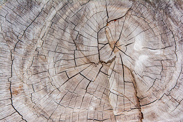 Wood texture background / Wood texture stock photo