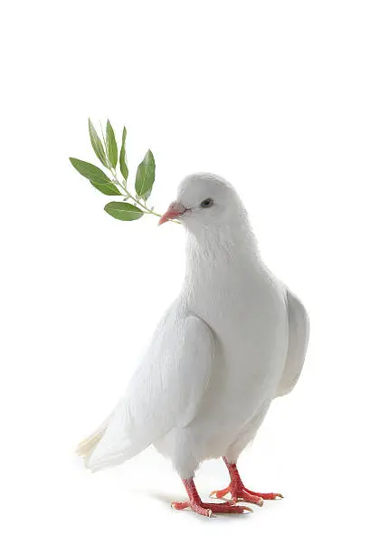 white pigeon on a white background with an olive branch
