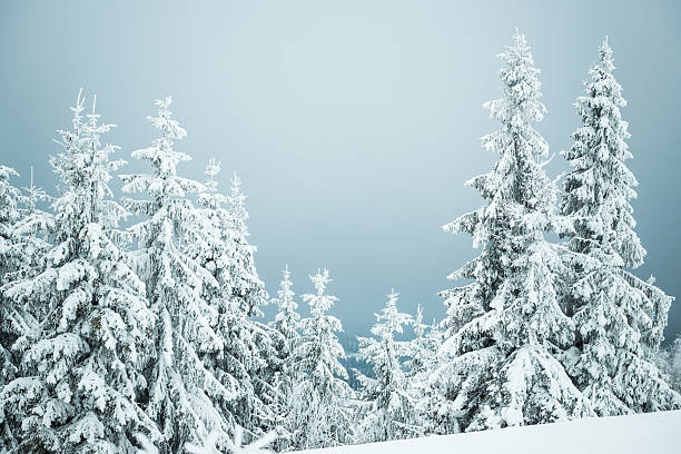 istock Foggy winter fir in the mountains 490943874