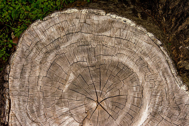 Wood texture background / Wood texture stock photo