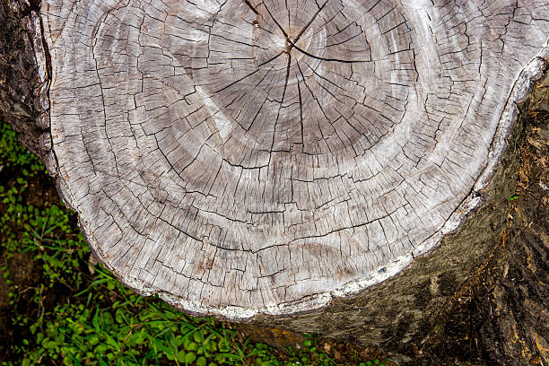 Wood texture background / Wood texture stock photo