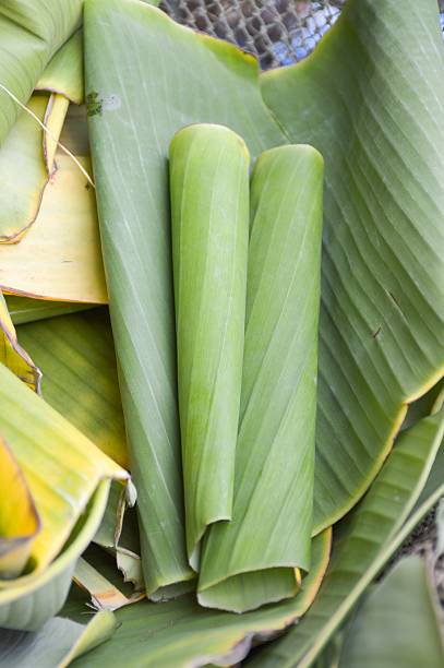 istock green banana leaves 490944356
