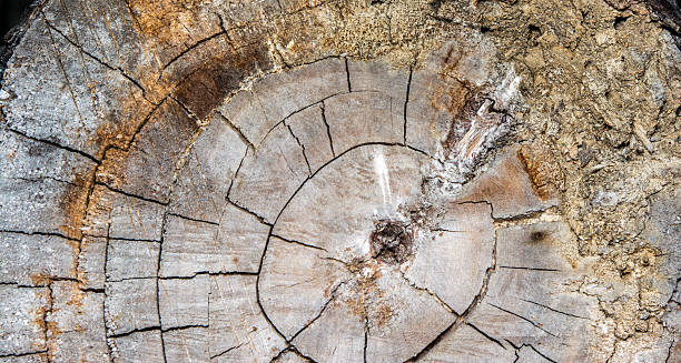 Nature of Wood texture background / Wood texture stock photo