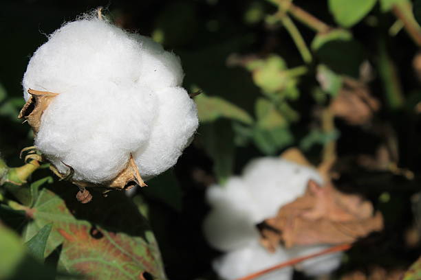 istock Flowers cotton in a cotton field 490945078