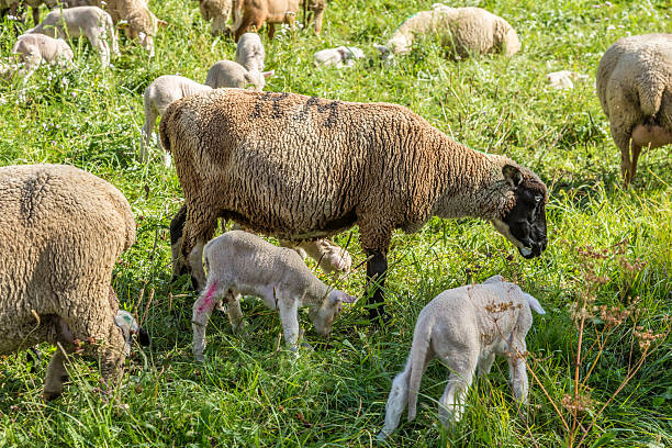istock Flock of sheep on a green meadow 490945140
