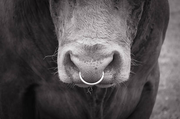 bull de la nariz - pendiente de la nariz fotografías e imágenes de stock