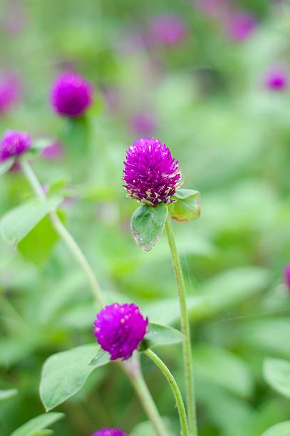 istock Beautiful purple flowers 490945692