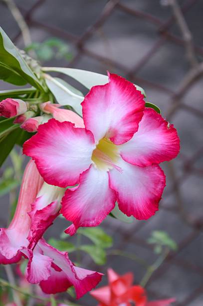 istock pink Adenium obesum flower 490945730