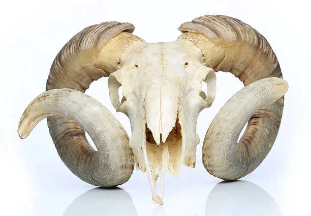 Photo of Ram skull with big horn isolated on white background