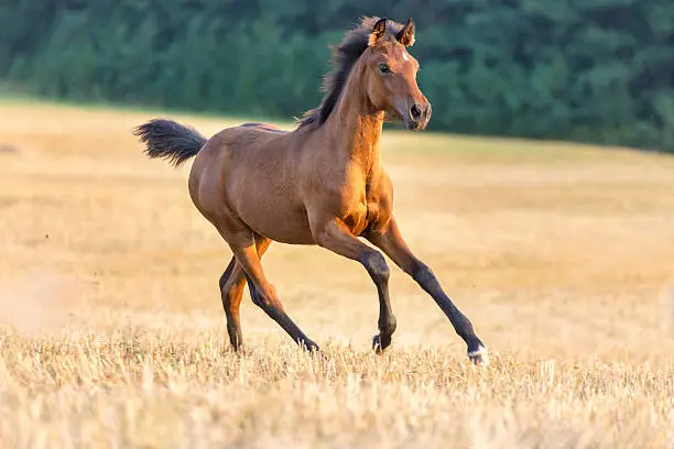 Photo of Arabian young foal running free.