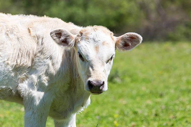 istock curious dairy cow stands in her pasture 490959978