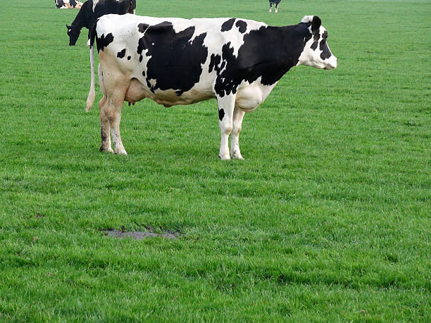 istock Big Cow Standing In The Summertime 490962852