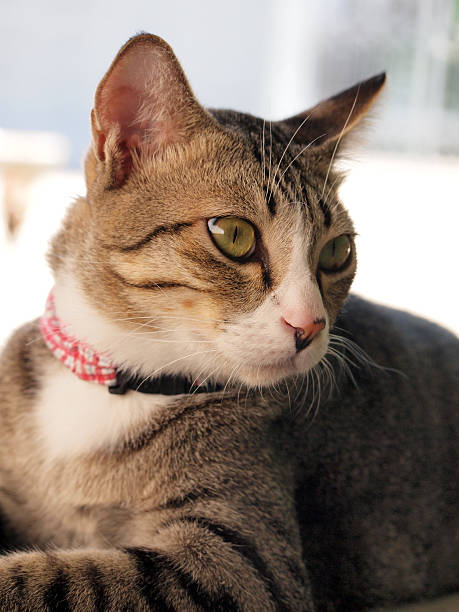 istock Cute tabby cat lay down on the floor 490963624