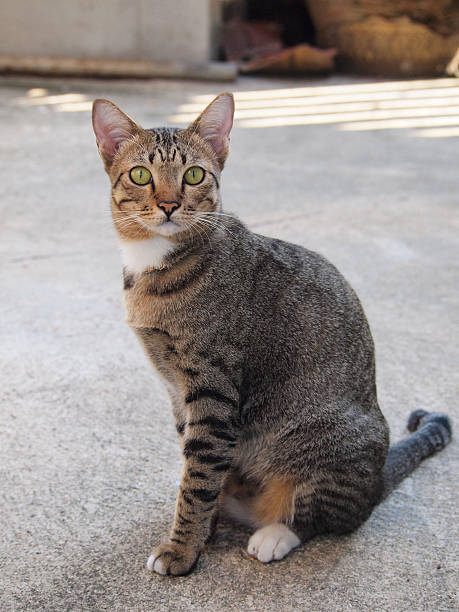 istock Cute tabby cat sitting on the floor 490965866