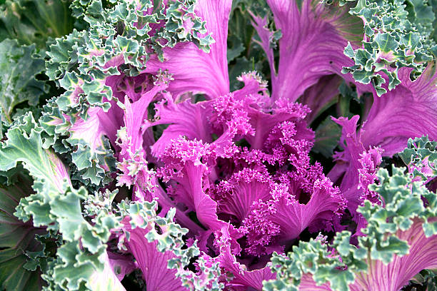 istock Blooming pink cabbage in the garden. 490966484