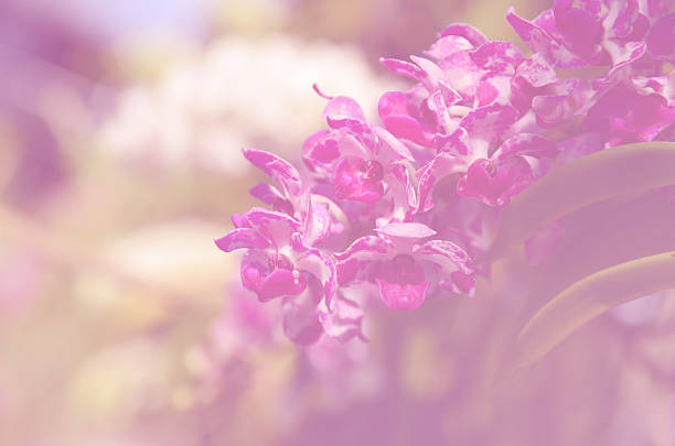 Soft blur of hydrangea flowers in vintage style soft pastel colors for the background