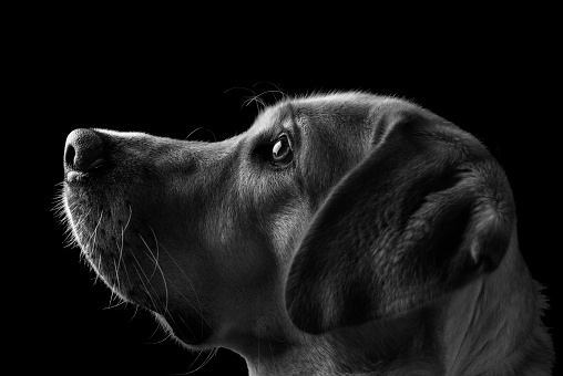 Funny black labrador dog looking up giving you whale eye caught red-handed with guilty expression. Isolated on colored blue background.