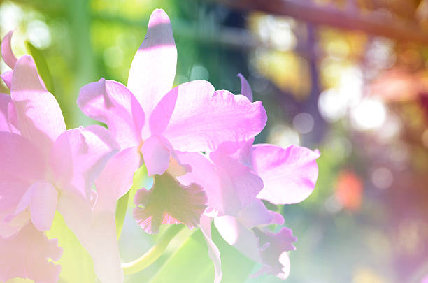 istock Colorful flowers and blur the background 490969838