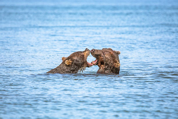 istock Two Baby Bears Floating on Water 490969924