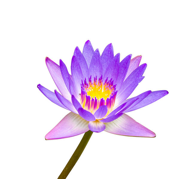 istock Blue lotus flower on a white background 490970410