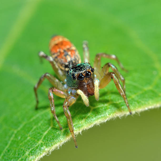 istock Close up of a spider in nature 490971404
