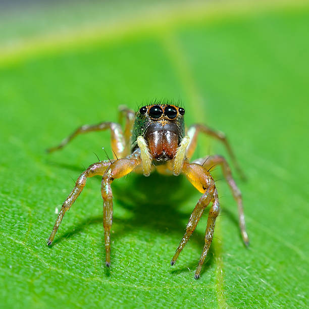istock Close up of a spider in nature 490971690