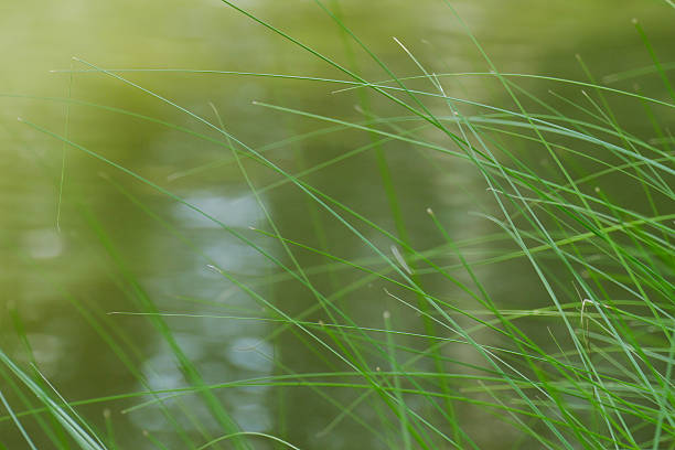 istock grass at waterside of the pond 490972660
