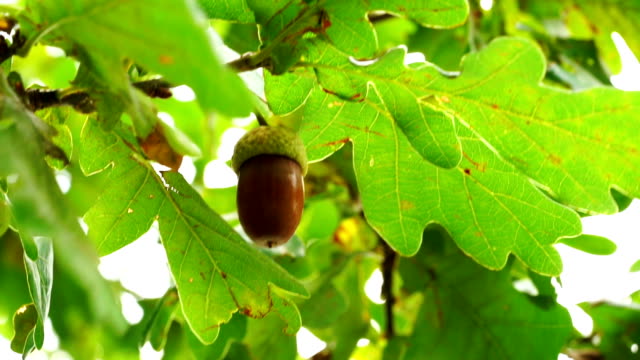 Oak tree with acorn