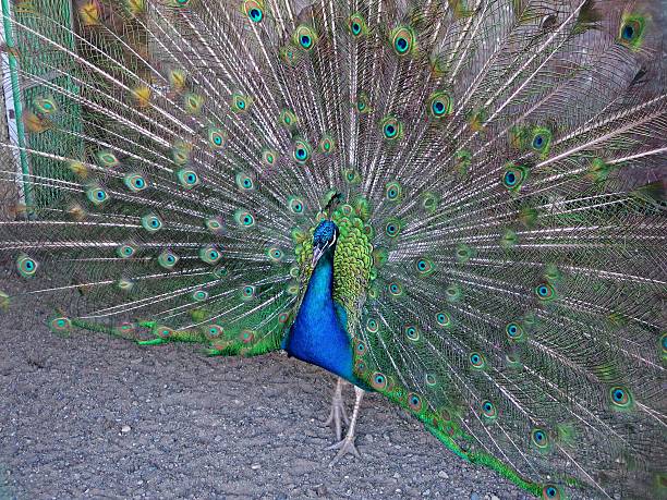 istock Peacock from Diyarbakir in Turkey 490984866