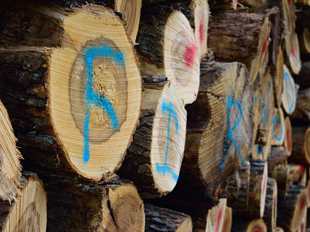 istock Closeup of Sugar Maple (Acer saccharum) Labeled as Firewood 490985390