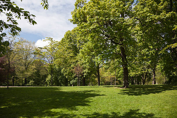 istock Green park  with large old decideous trees and shaded areas. 490987103