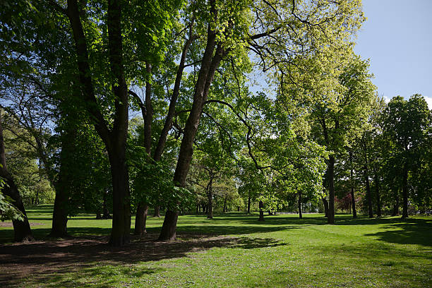 istock Green park  with large old decideous trees and shaded areas. 490987123