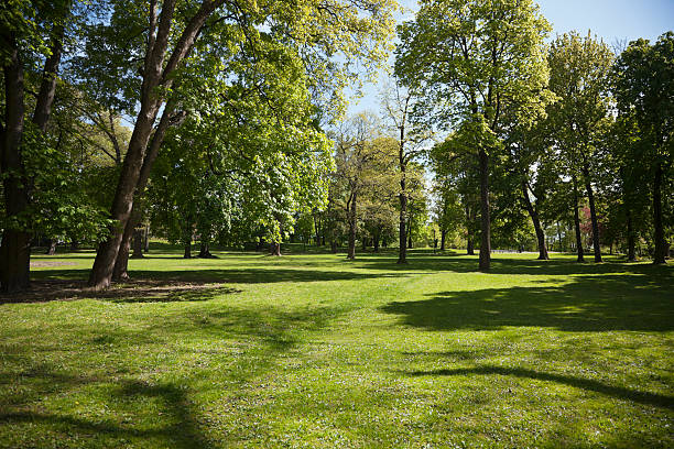 istock Green park  with large old decideous trees and shaded areas. 490987125