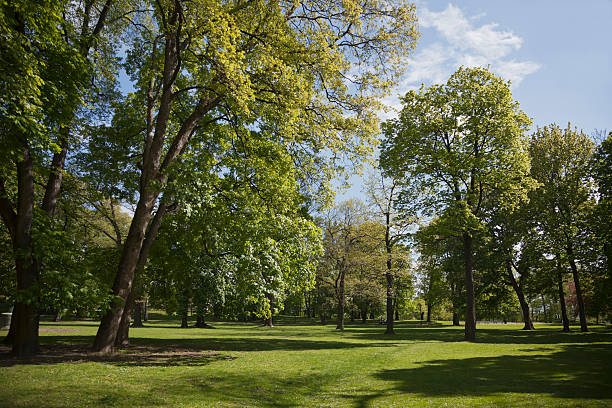 istock Green park  with large old decideous trees and shaded areas. 490987127
