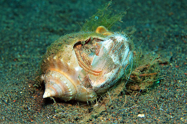 istock Hermit Crab Eating a Sea Urchin 490987484