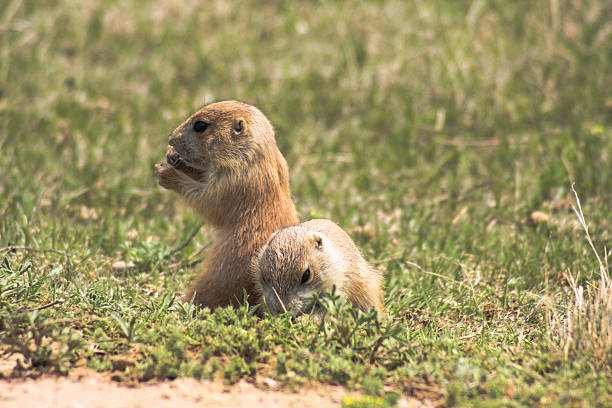 istock Prairie Dogs at Devil's Tower National Park 490987647