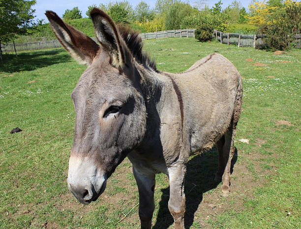 istock funny gorgeous donkey in a meadow 490987909