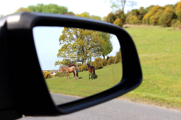istock Image of New Forest ponies viewed through car wing mirror 490988005