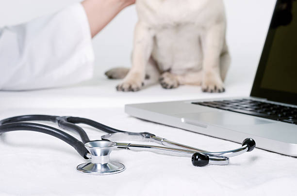 Dog at the Veterinarian's office. Stethoscope in focus