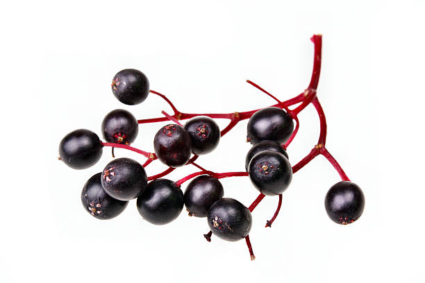 Black elderberry Black elderberry fresh fruit isolated elderberry photos stock pictures, royalty-free photos & images