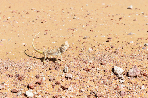 Lizard in Rub al-Khali desert, Dhofar region (Oman)