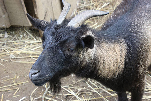 istock funny goat in a farm 490988993