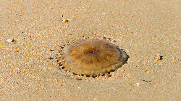 istock Jellyfish on a sunny beach along a sea 490988996