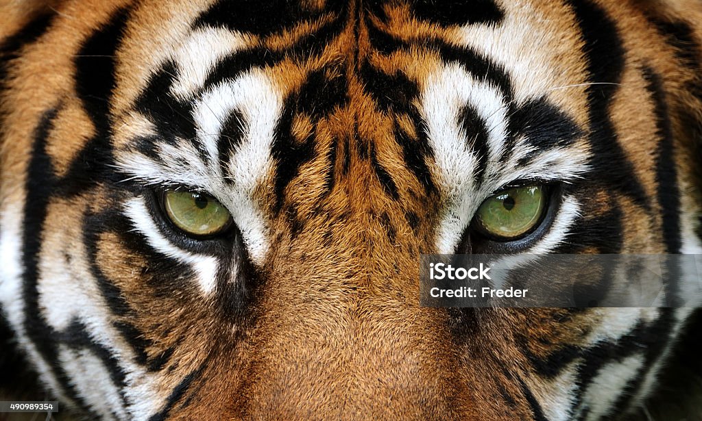 눈을 tiger - 로열티 프리 호랑이 스톡 사진