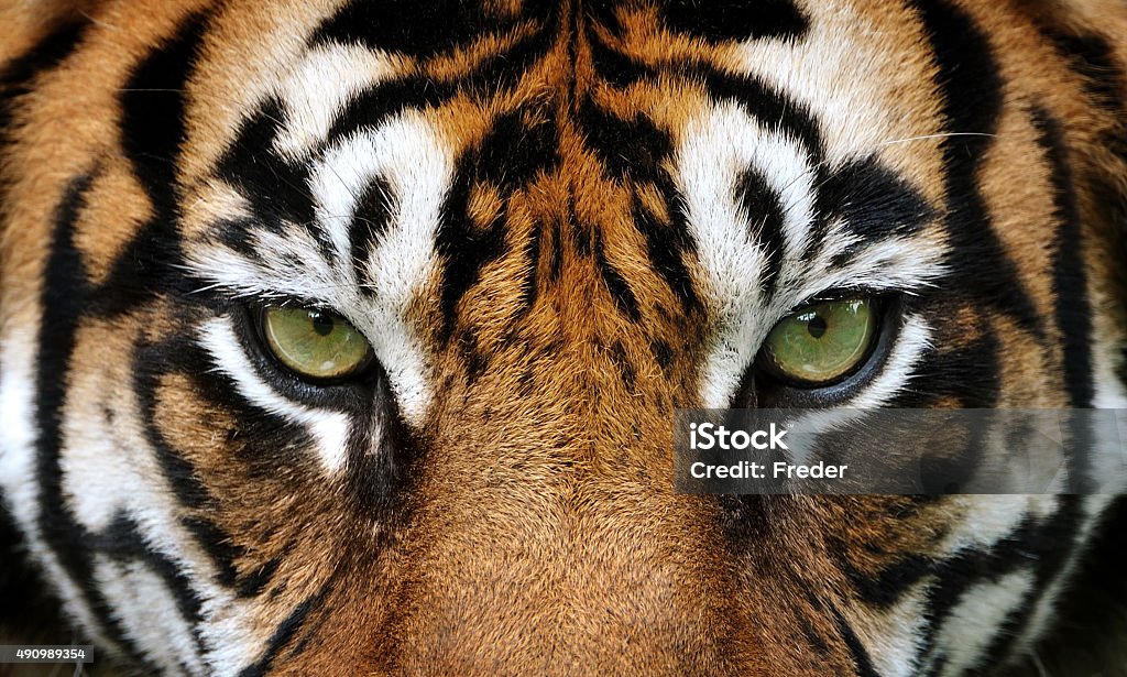 eyes of the tiger close-up of a tiger Tiger Stock Photo